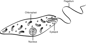 Typical euglena.