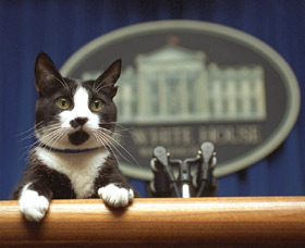 Socks the Cat in the White House press room