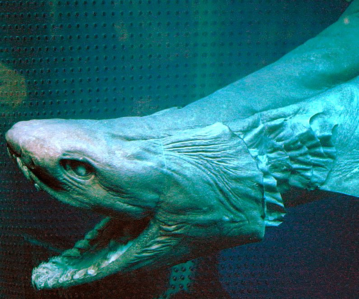 Bizarre Sea Creatures Quiz Infoplease