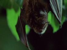 Bat and Owl: Night Hearing